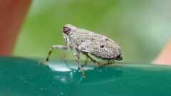 Issus coleoptratus