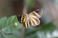 Heterusia quadruplicaria