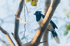 Cyanocorax cyanopogon