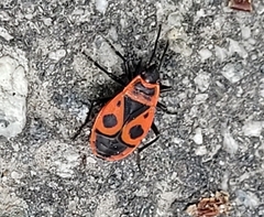 Pyrrhocoris apterus