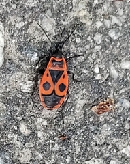 Pyrrhocoris apterus