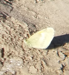 Lepidoptera