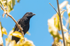 Compsothraupis loricata