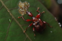 Paratrachelophorus