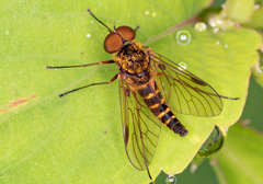 Chrysopilus fasciatus