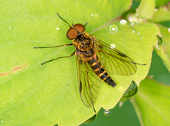 Chrysopilus fasciatus
