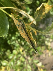 Enallagma cyathigerum