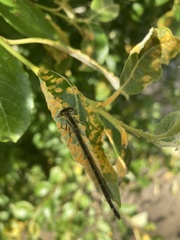 Enallagma cyathigerum