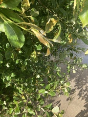 Enallagma cyathigerum