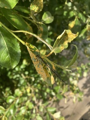 Enallagma cyathigerum