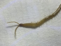 Geophilus flavus