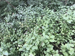 Vaccinium myrtillus