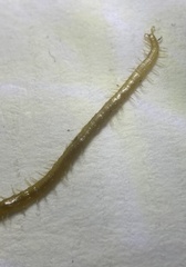 Geophilus flavus