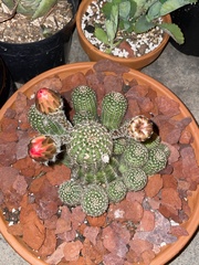 Lobivia arachnacantha