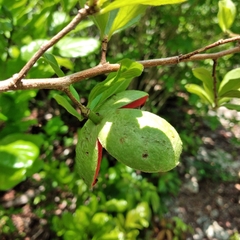 Casearia yucatanensis