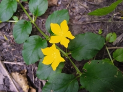 Lysimachia nummularia