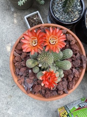 Lobivia arachnacantha