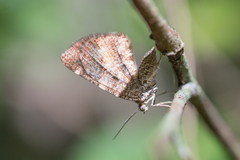 Heterusia quadruplicaria