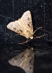 Agrotis clavis
