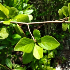 Casearia yucatanensis