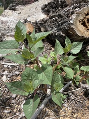 Mirabilis longiflora