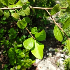 Casearia yucatanensis