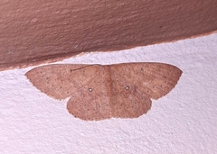 Cyclophora imbuta