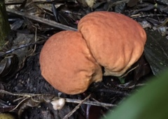 Calvatia rugosa
