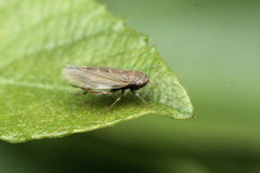 Speudotettix subfusculus