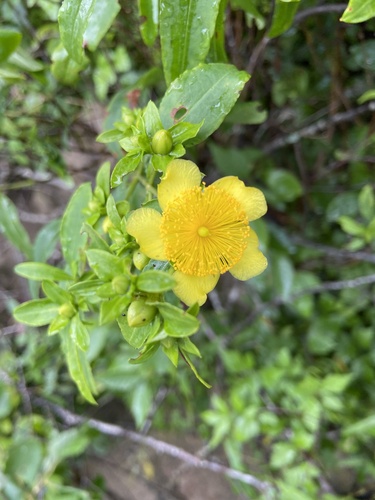Shrubby St. Johnswort (Hypericum prolificum)