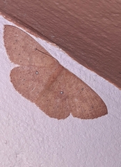 Cyclophora imbuta