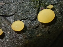 Phaeohelotium fulvidulum