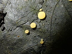 Phaeohelotium fulvidulum