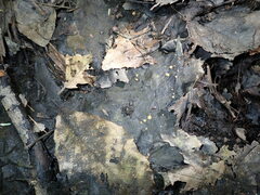 Phaeohelotium fulvidulum