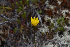 Microseris borealis