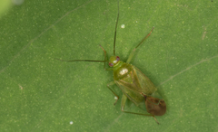 Lygocoris