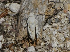 Sphingonotus caerulans