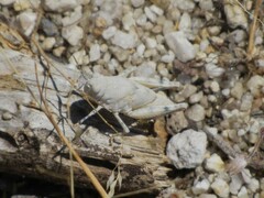Sphingonotus caerulans