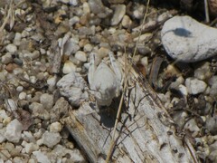 Sphingonotus caerulans