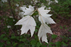 Acer rubrum drummondii
