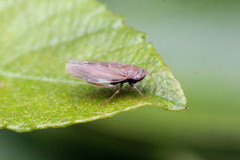 Speudotettix subfusculus