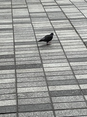 Columba livia domestica