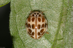 Psyllobora decipiens