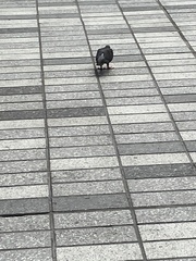 Columba livia domestica