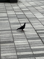Columba livia domestica