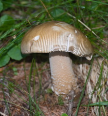 Amanita submembranacea