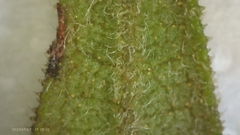 Helianthus resinosus