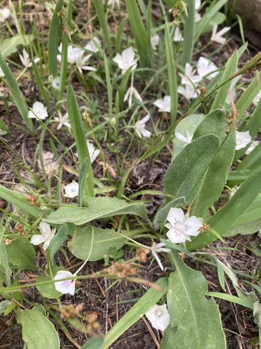 Sierra Mariposa Lily (Calochortus minimus)