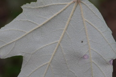 Acer rubrum drummondii