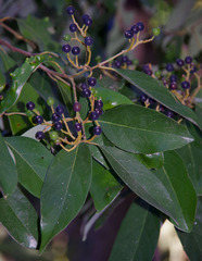 Cryptocarya vulgaris